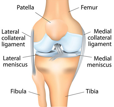 Knee anatomy
